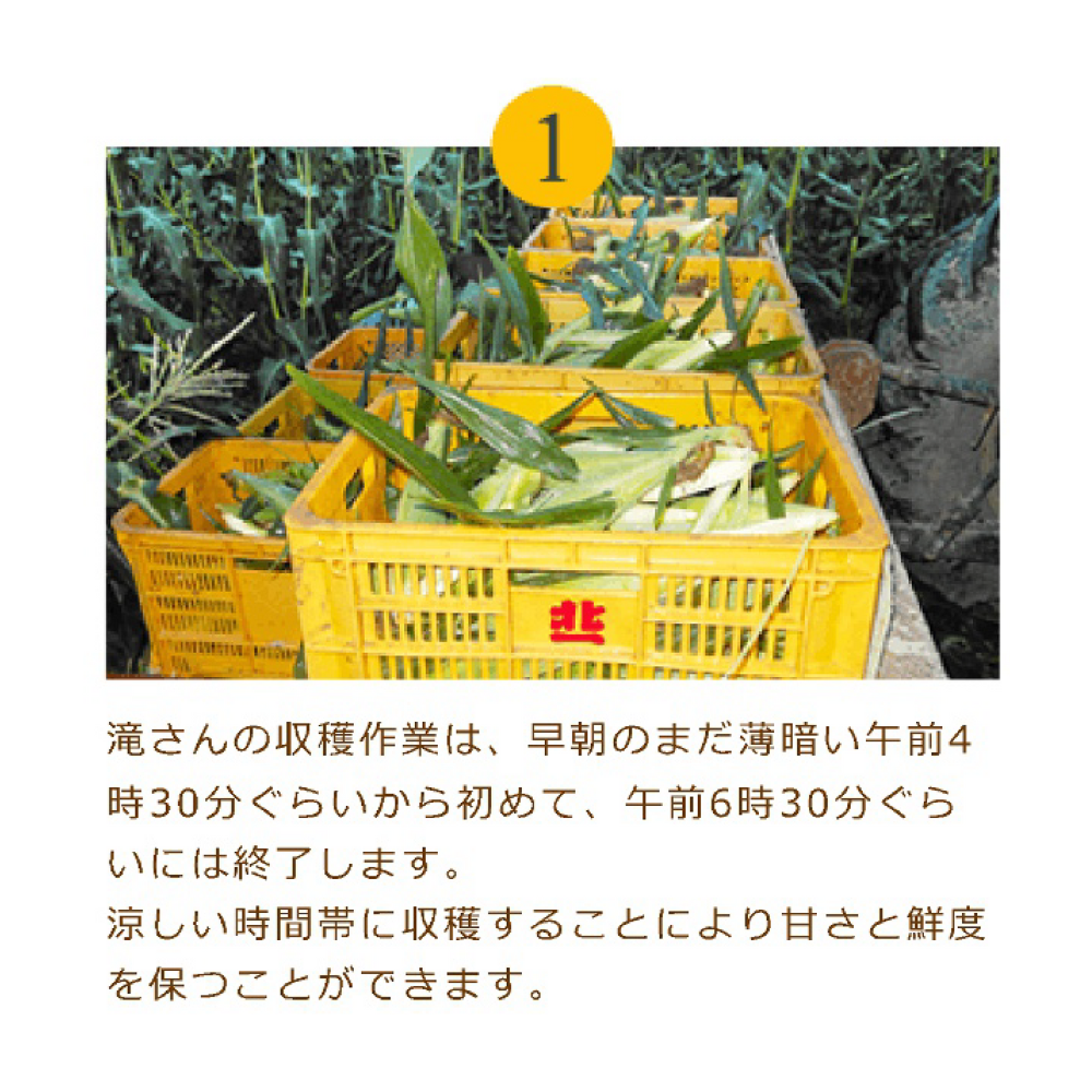 JA道央　スイートコーン(味来)