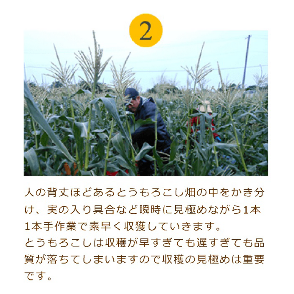 JA道央　スイートコーン(味来)