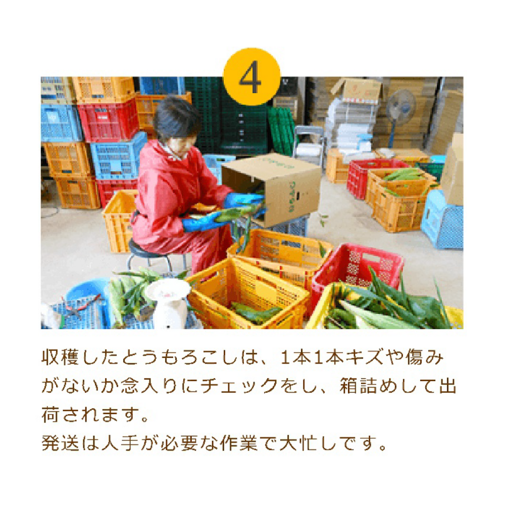 JA道央　スイートコーン(味来)