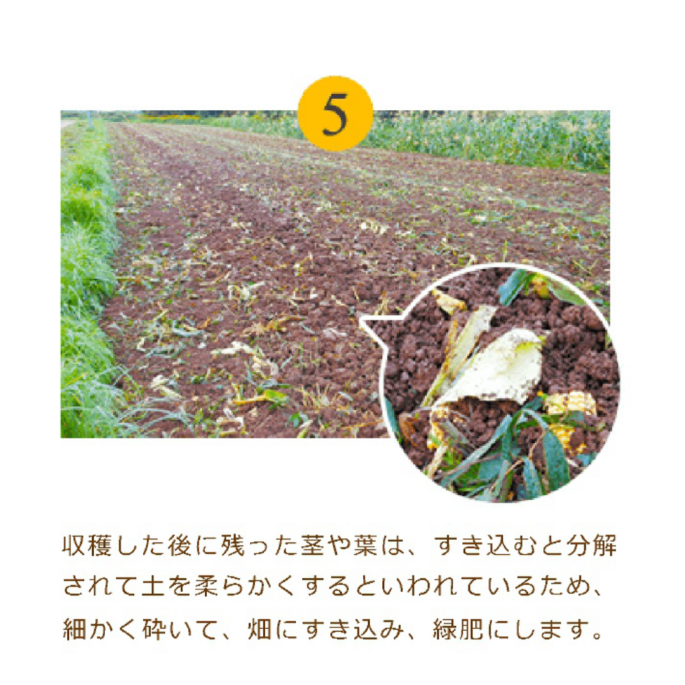 JA道央　スイートコーン(味来)